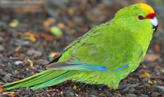 Cyanoramphus auriceps 